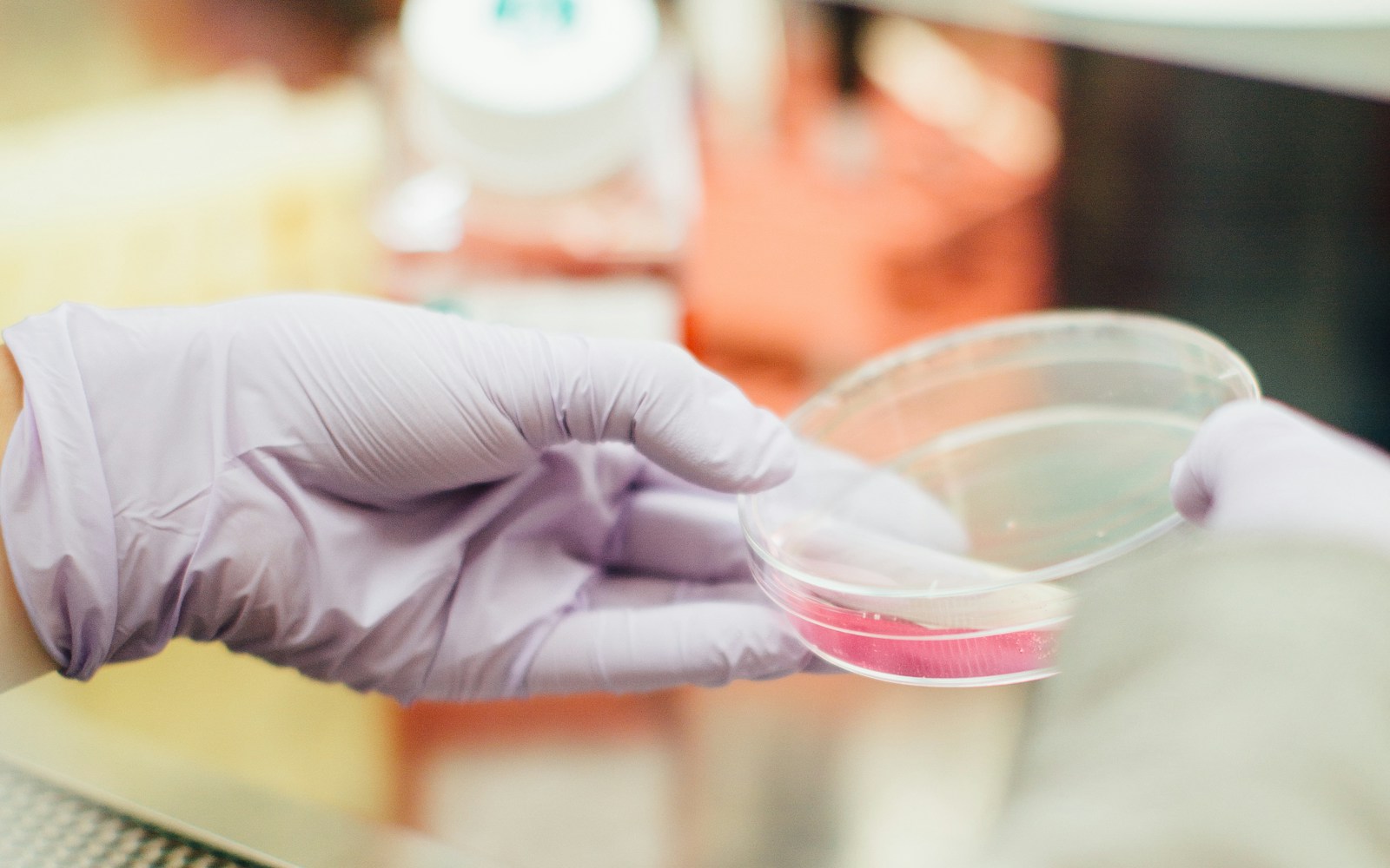 A scientist examining a microbial culture plate